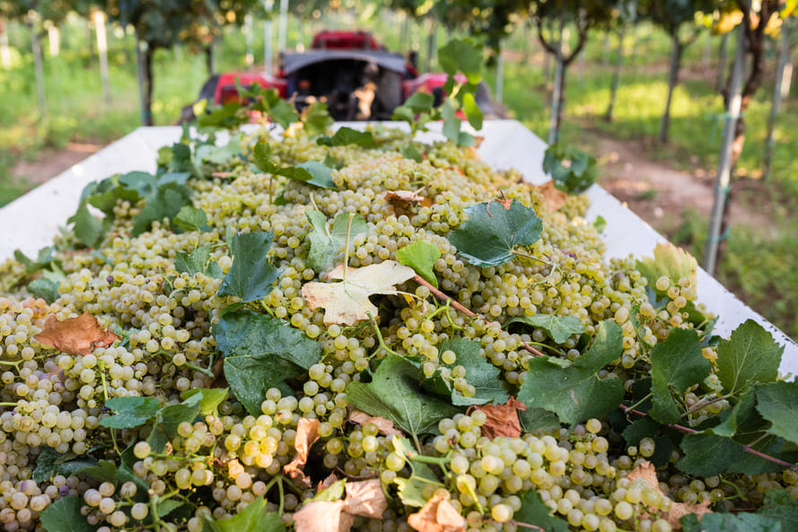 Exemples création sites Internet clients vignerons récoltants en Alsace, à savoir Domaine de l’Oriel et Domaine Kress Bleger